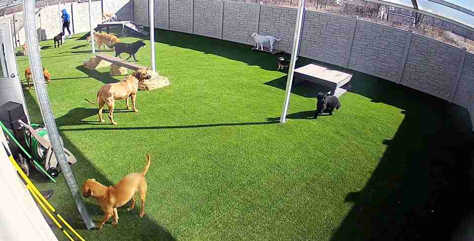 dog daycare with cameras