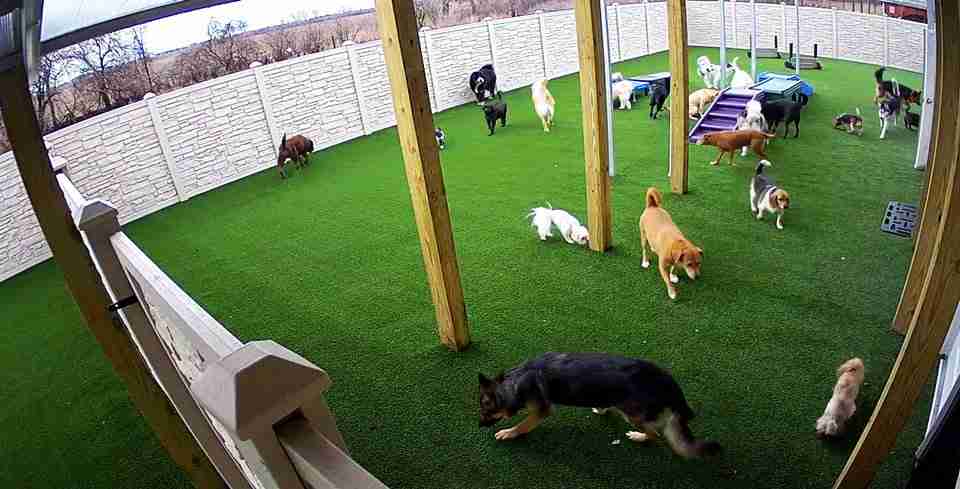 dog daycare with cameras