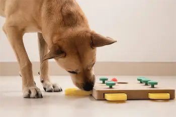 Mental stimulation through mind puzzles and games for dogs