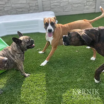 Three dogs playing in our outdoor daycare yards