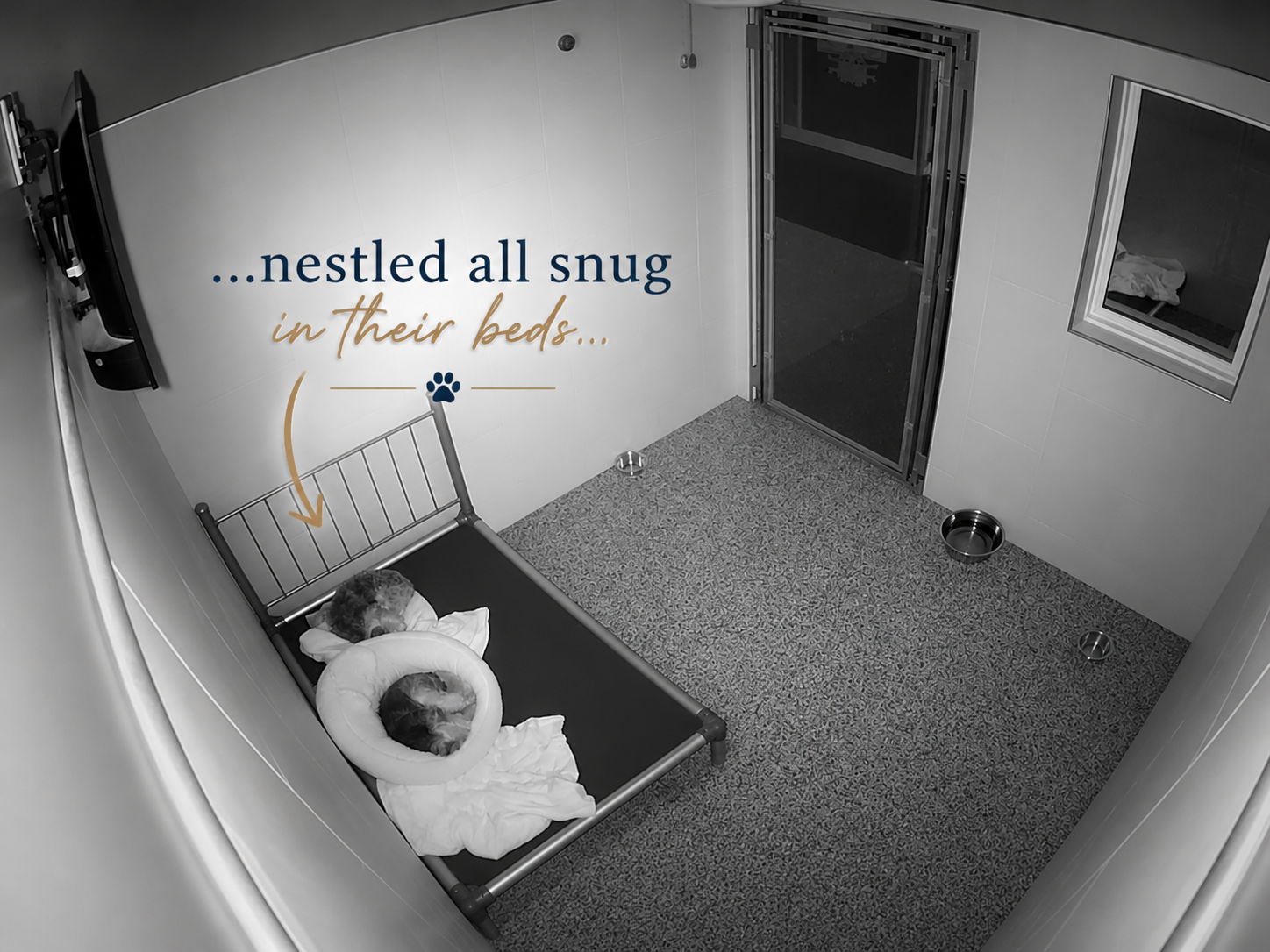Karnik Kam night-vision view of a dog sleeping soundly in their Luxury Suite bed
