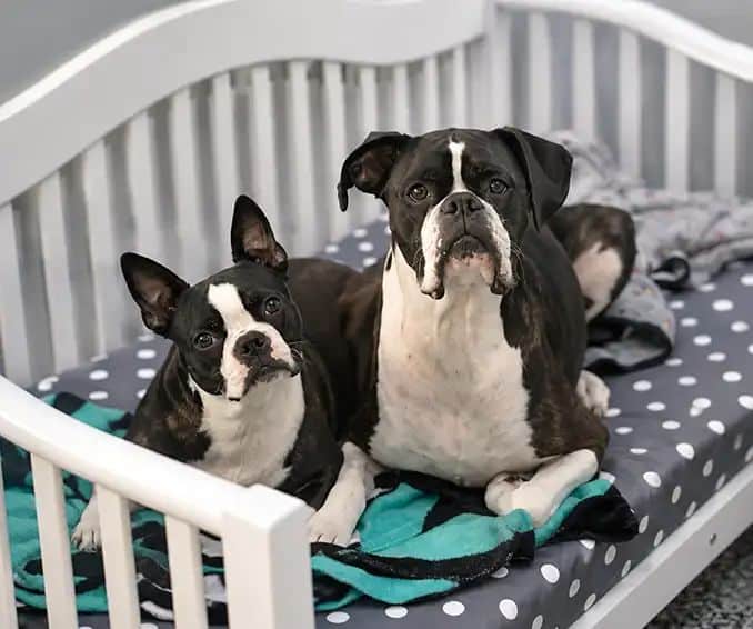 Two dogs, a Boston Terrier and a Boston Terrier/Boxer mix, resting together in a Karnik On Black Luxury Suite bed, as seen via the private Karnik Kam