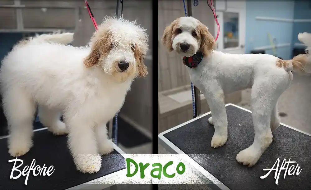 Draco before and after professional dog grooming at Karnik On Black — shaggy, overgrown Bernedoodle coat transformed into a neat, breed-specific haircut