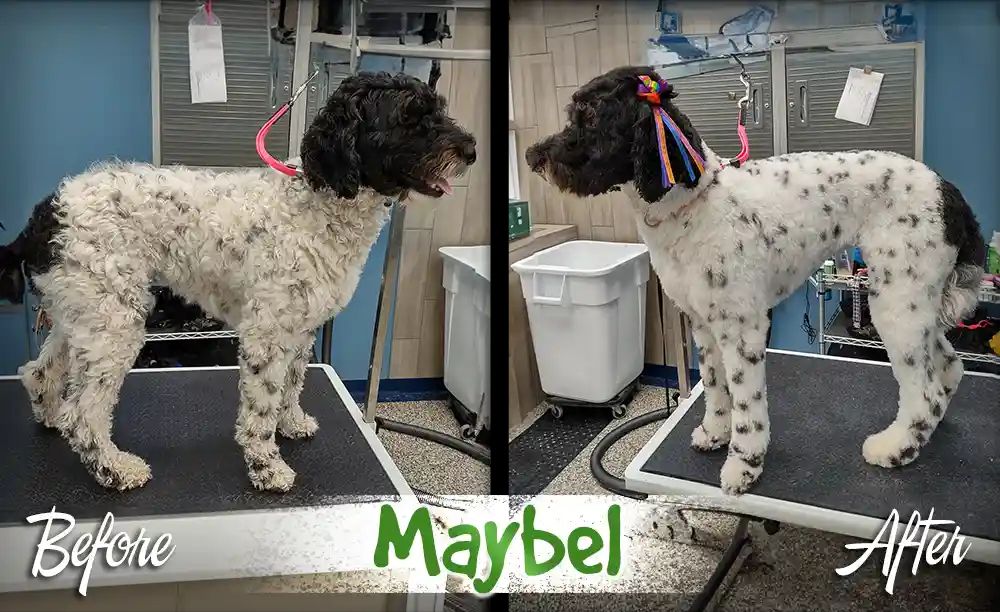 Maybel before and after professional dog grooming at Karnik On Black — curly, untrimmed coat transformed into a neat, spotted-clip finish with a colorful bow