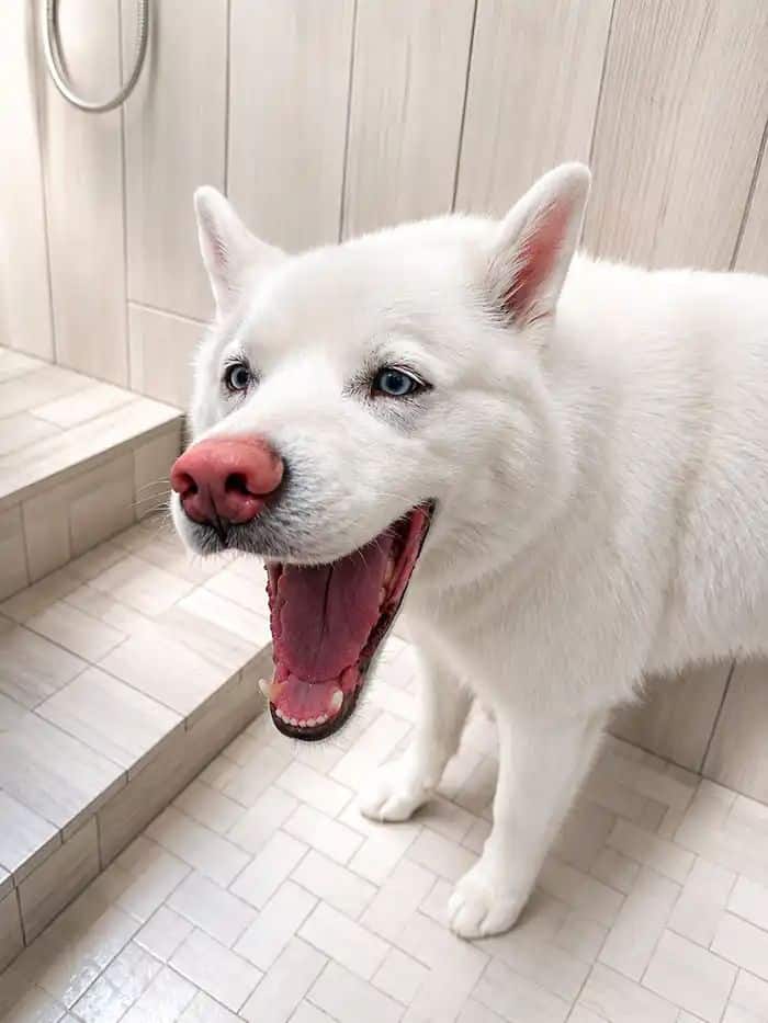 White Husky-mix dog mid-bath in a Karnik On Black grooming shower stall, part of the Basic Bath package