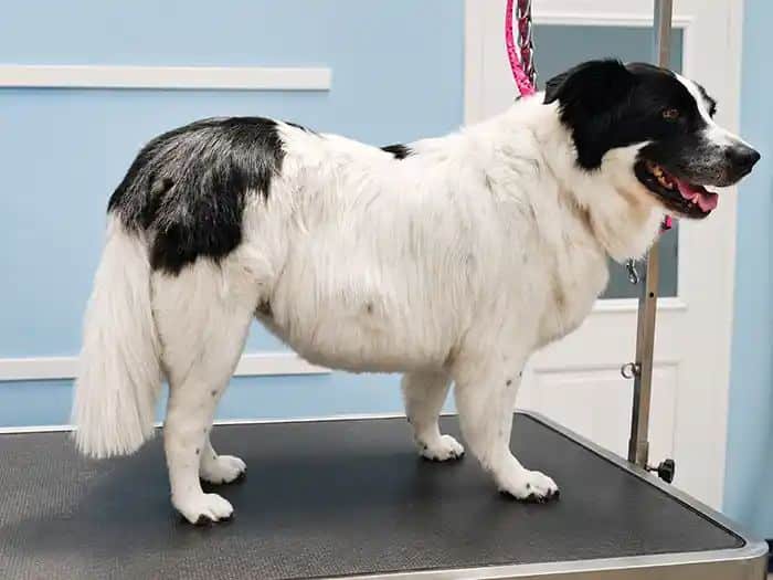 Black and white mixed-breed dog neatly trimmed on the grooming table at Karnik On Black, part of the Basic Grooming package
