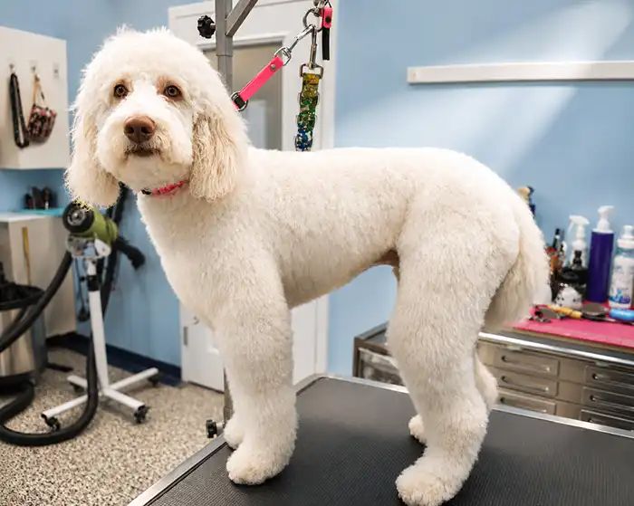 White Poodle/doodle with a fresh, full breed-specific haircut standing on the grooming table at Karnik On Black, part of the Premium Grooming package
