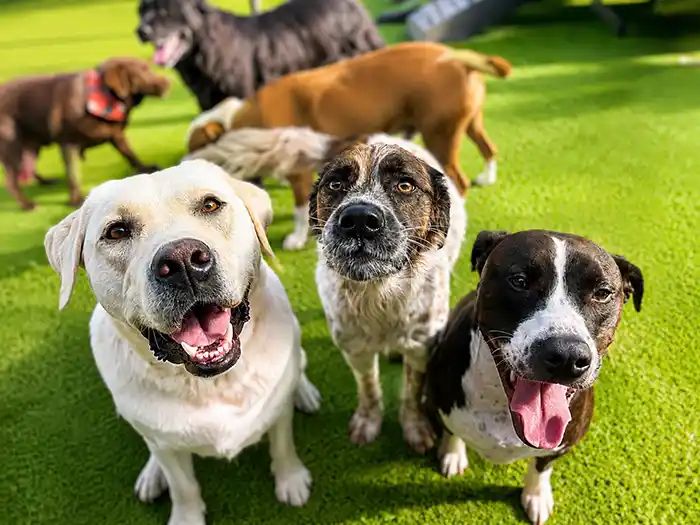 A pack of happy dogs — including a yellow Labrador, a Border Collie mix, and a pit-mix — playing together on K9 Grass turf during doggy daycare at Karnik On Black in Waterville, Ohio
